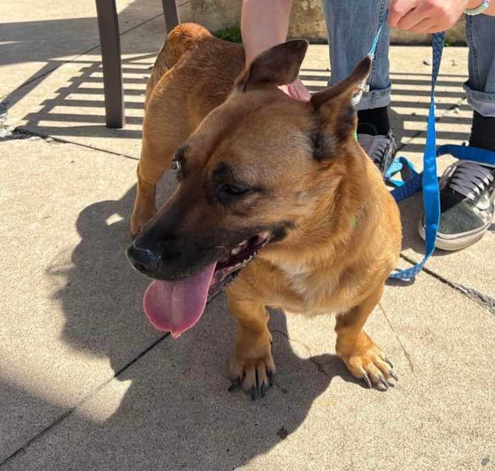 Photo of Maple - DEAF