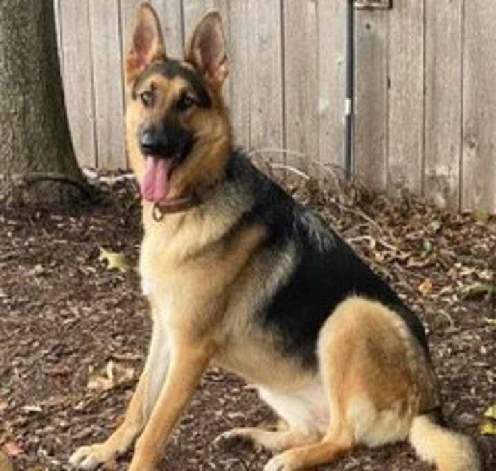 Photo of HONOR