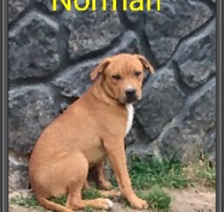 Photo of Norman