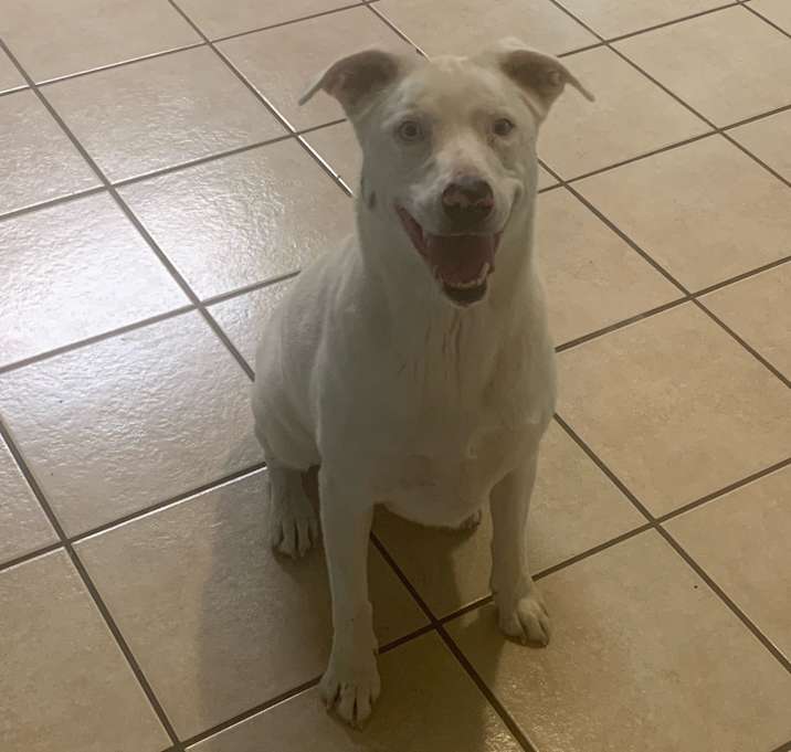 Photo of Nova