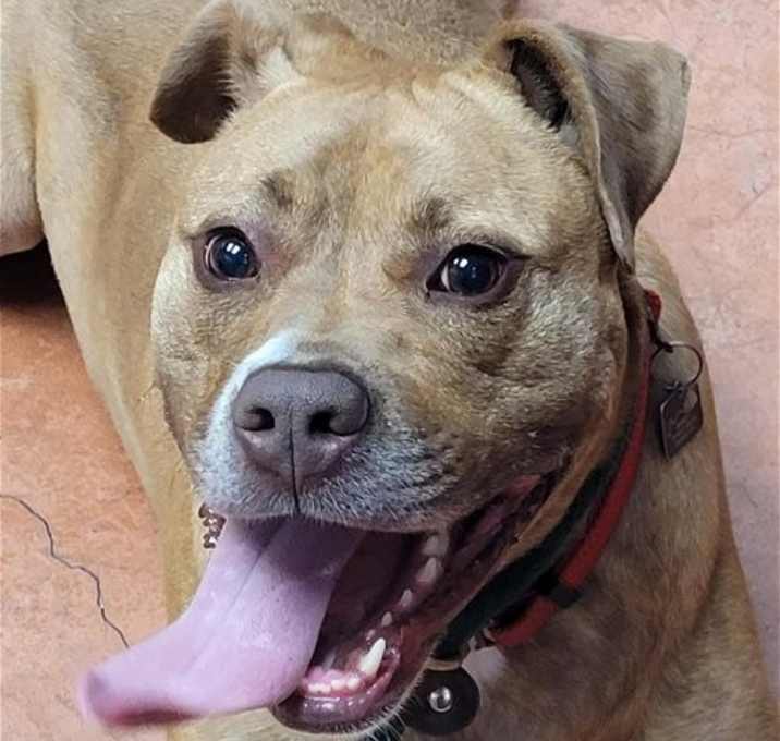Photo of Frankie