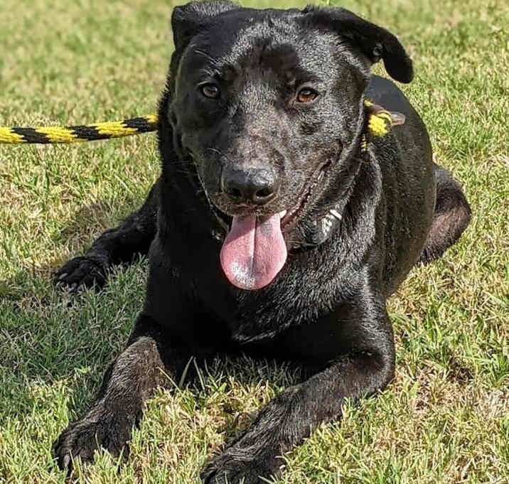 Photo of Levi Blue