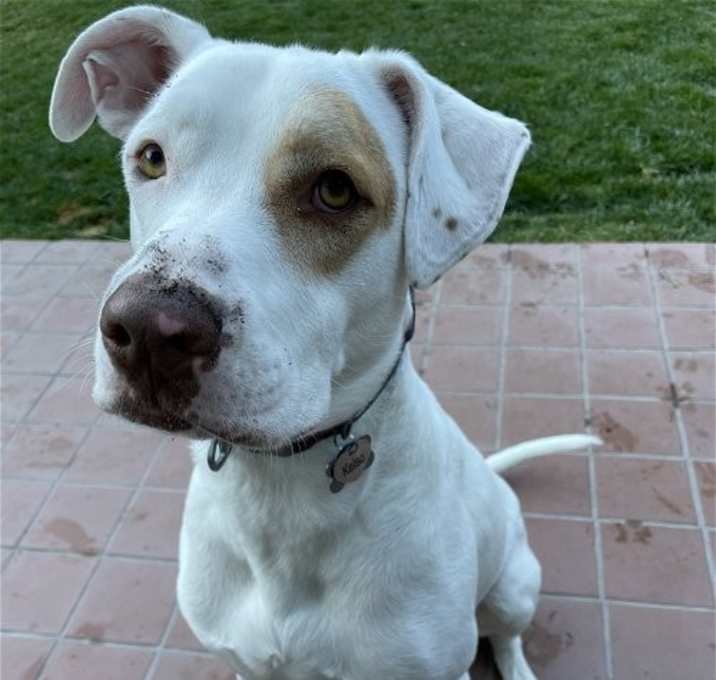 Photo of Kelso