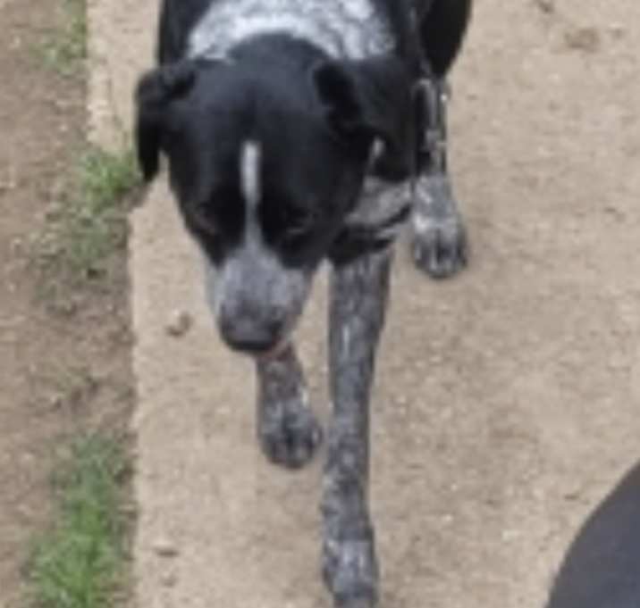 Photo of Daisy