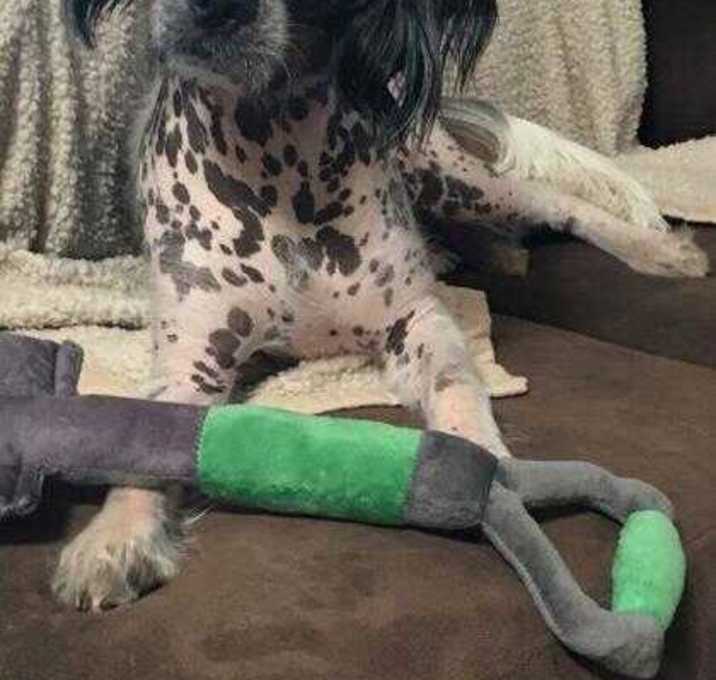 Photo of Ozzy
