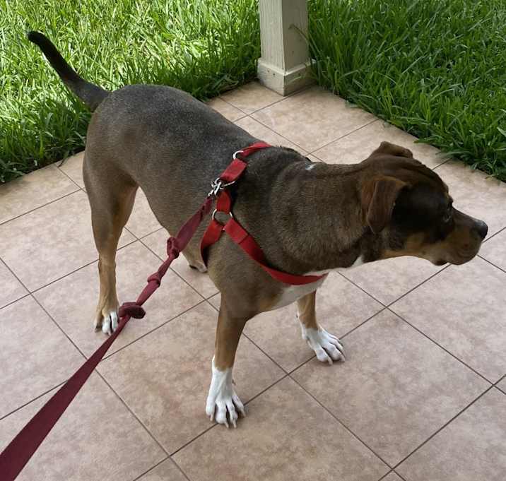 Photo of Rex