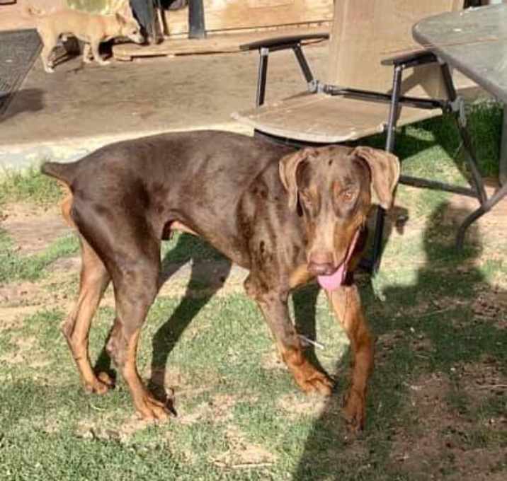 Photo of Bruno