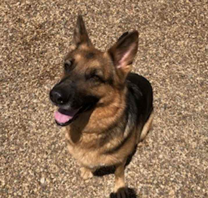 Photo of Honey