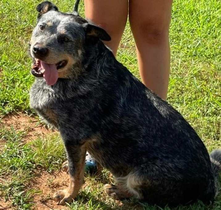 Photo of Hale (Old Man): Sponsored: Not at shelter (Stacey)