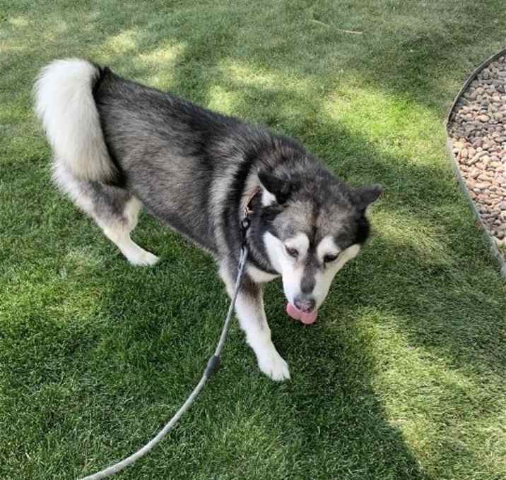 Photo of Benson