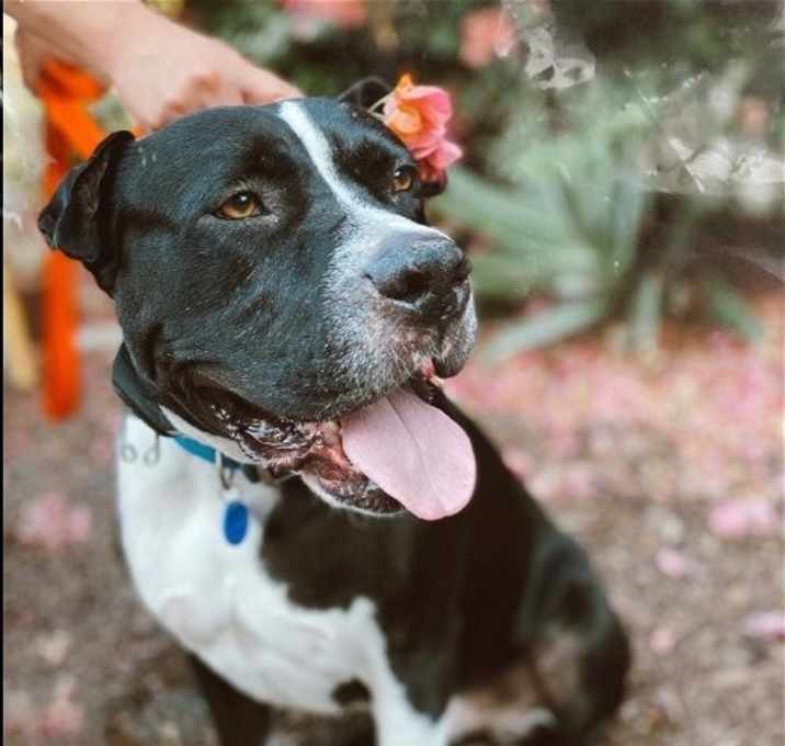 Photo of Gordo