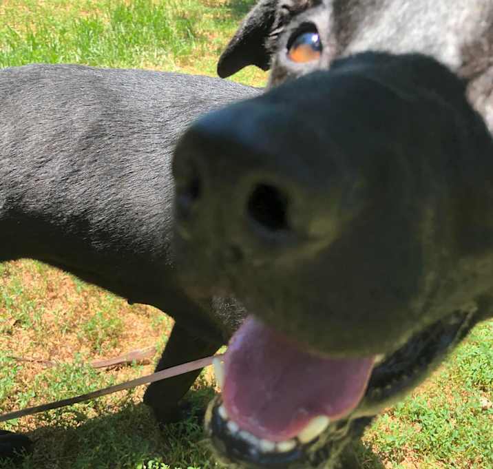 Photo of Nala - LAFAYETTE, IN