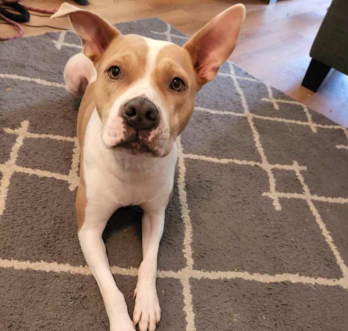 Photo of Luna