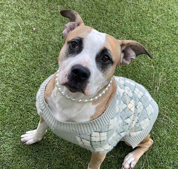 Photo of Merle