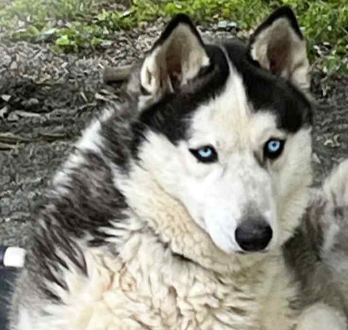 Photo of Boomer