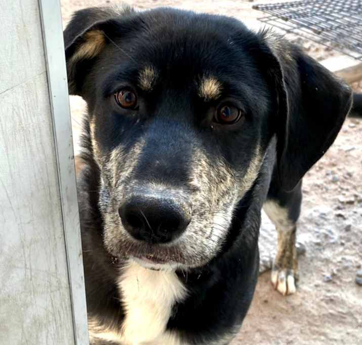 Photo of Whistle