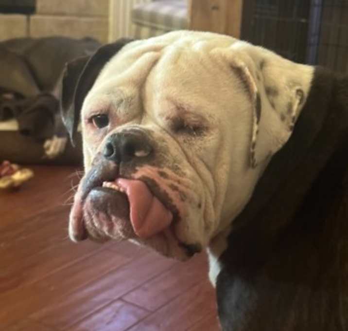 Photo of Winston