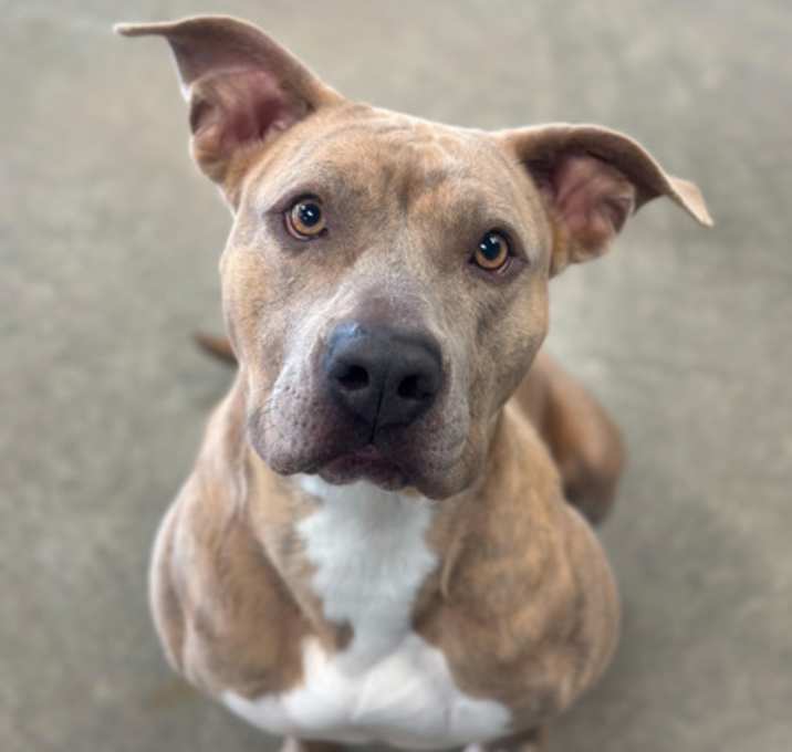 Photo of Sadie