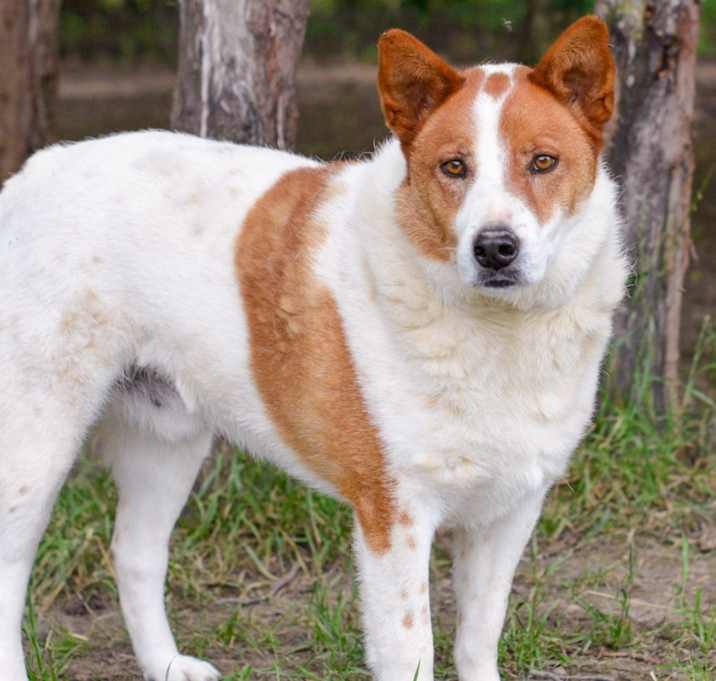 Photo of L.G. Little Guy