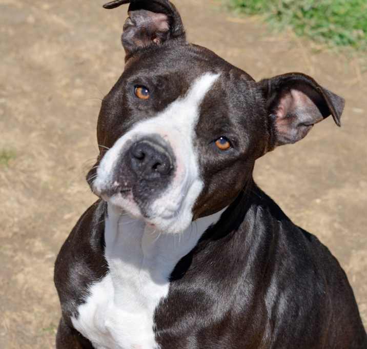 Photo of Tulip