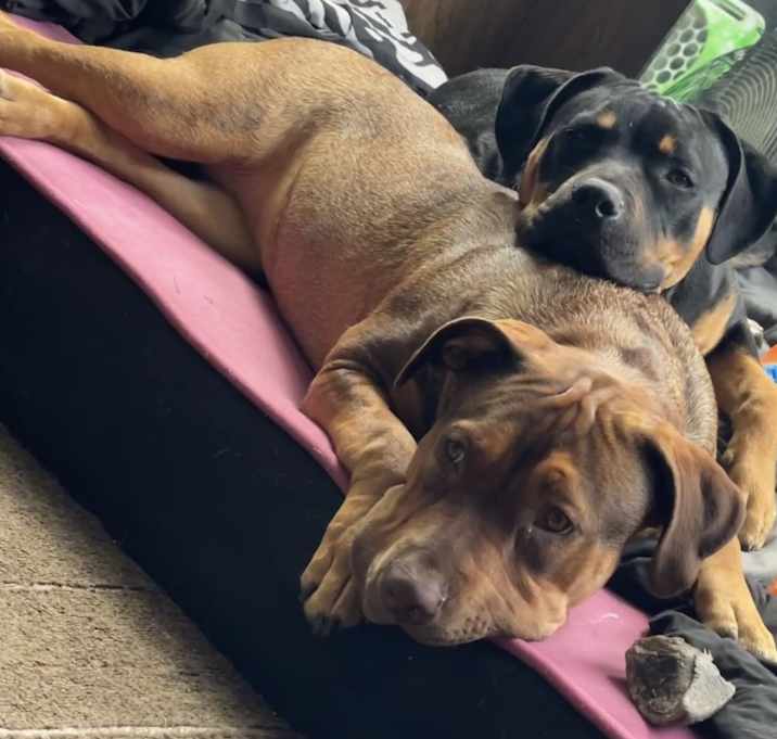 Photo of Nova & bella & zena & karma & royal