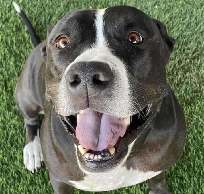 Photo of Bentley