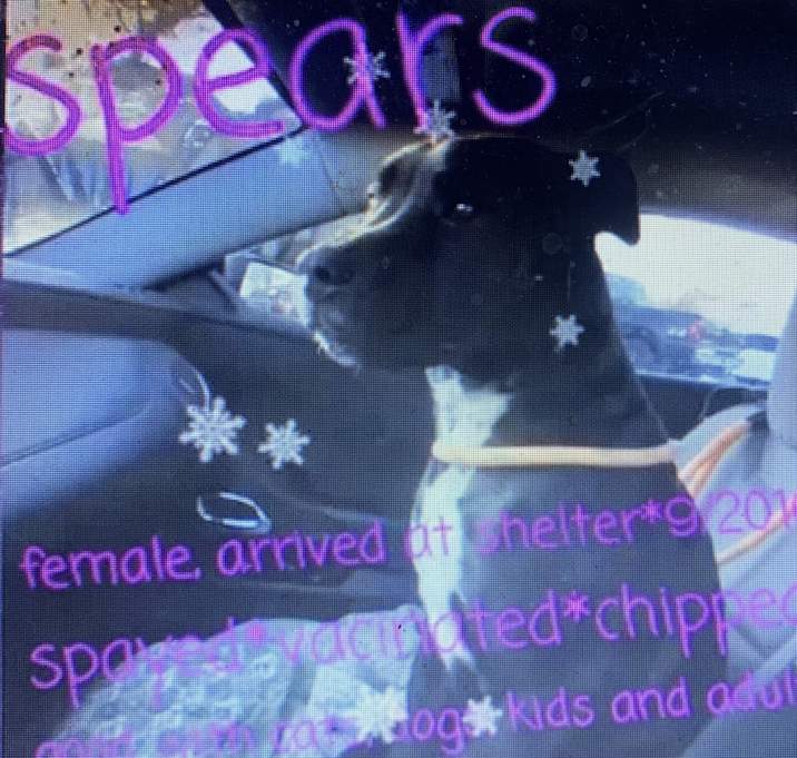 Photo of SPEARS