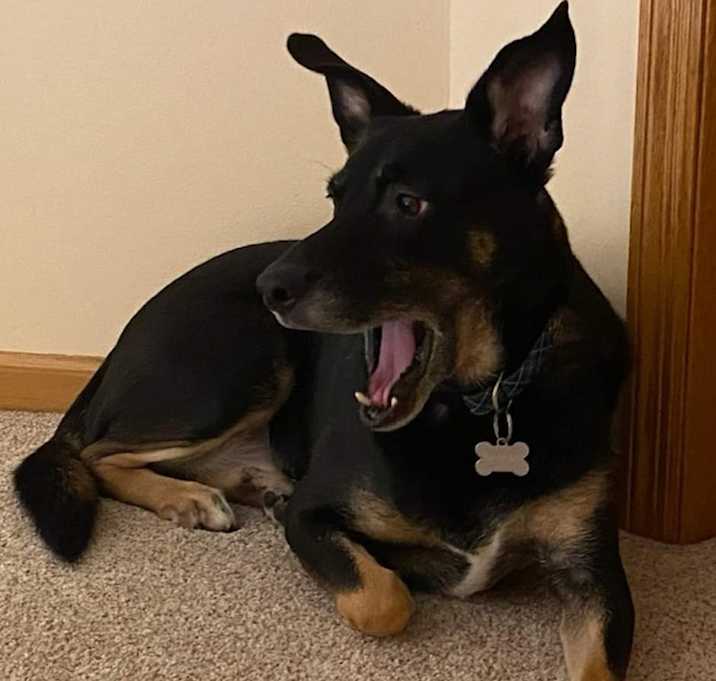 Photo of Gunner