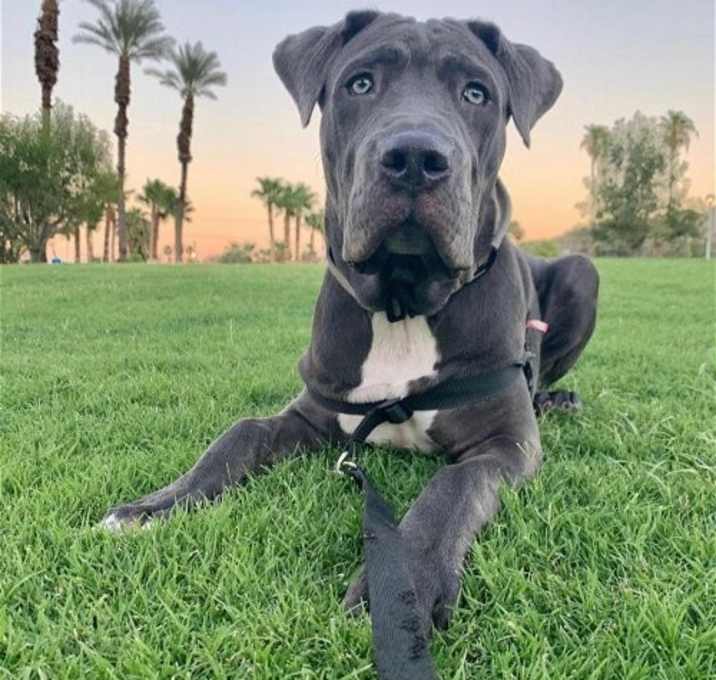Photo of Leo