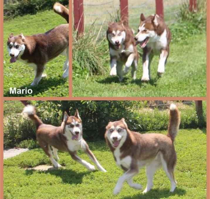 Photo of Mario