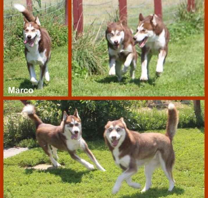 Photo of Marco