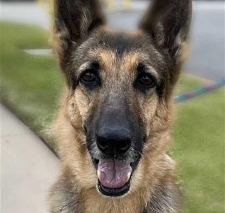Photo of Dottie
