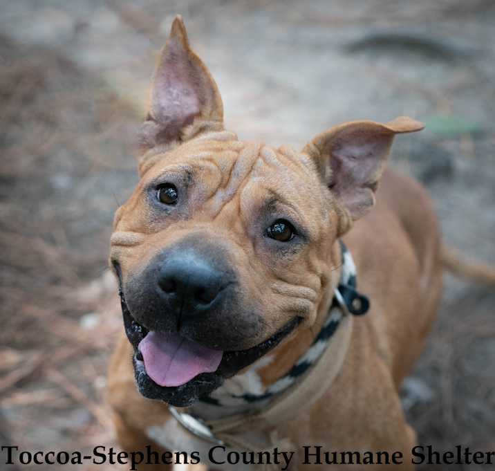 Photo of Dolly