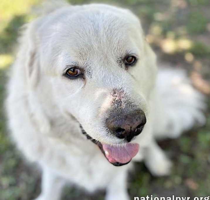 Photo of Cake in GA - Affectionate, Cuddly Girl!
