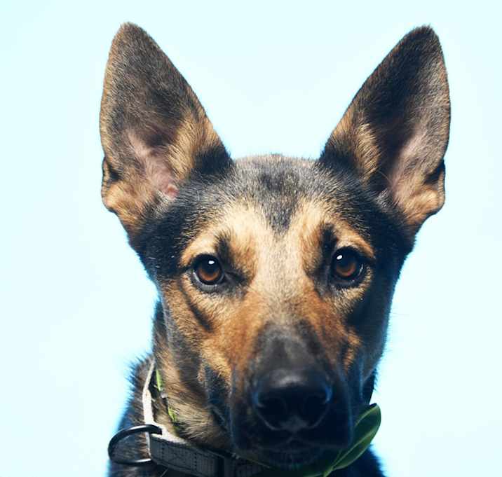 Photo of Chester - SPONSORED