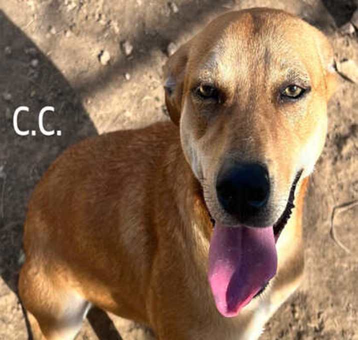 Photo of CC