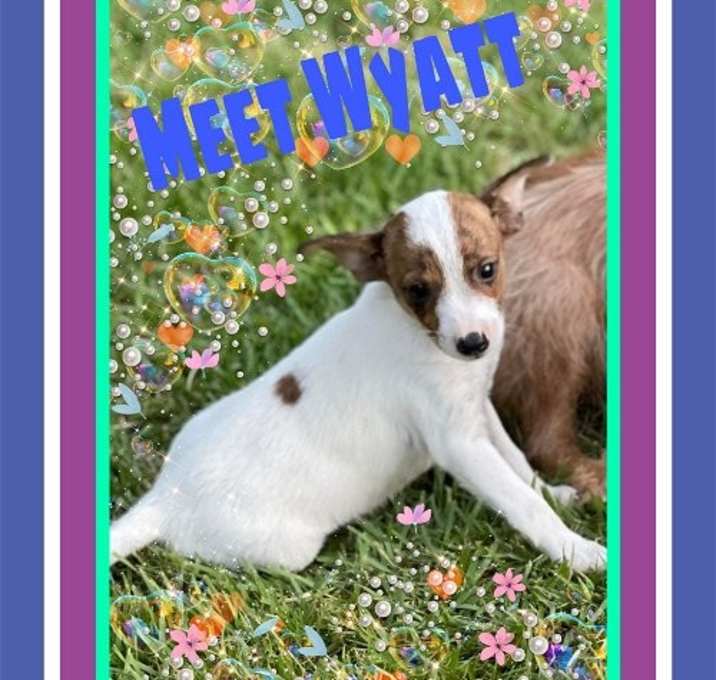 Photo of wyatt