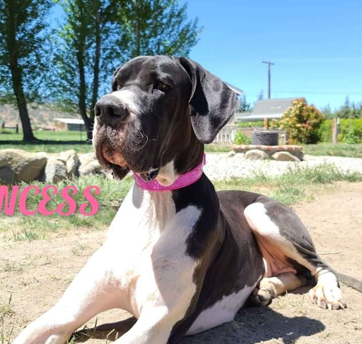 Photo of Princess