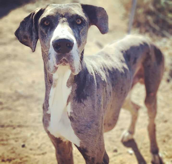 Photo of Scooby