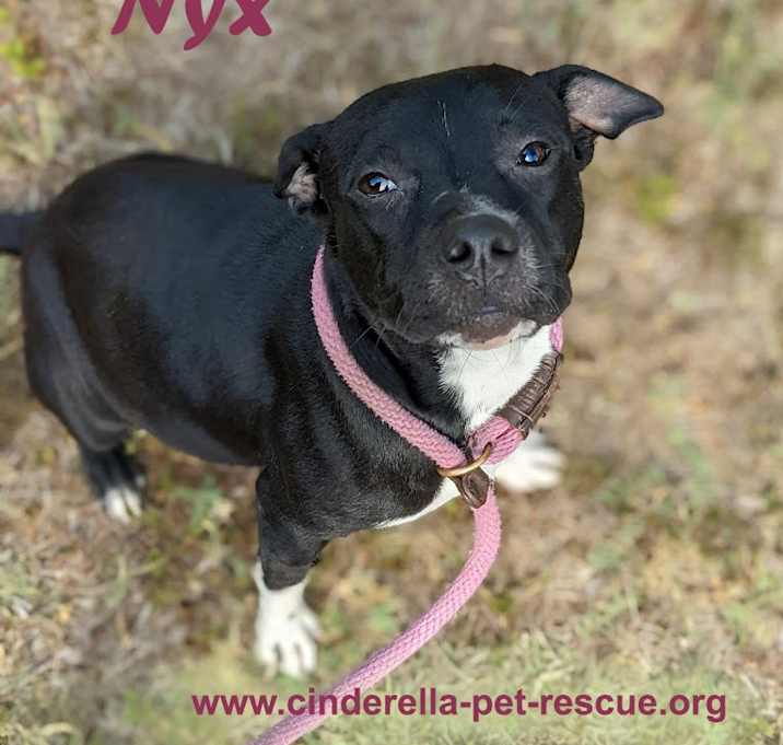 Photo of Nyx
