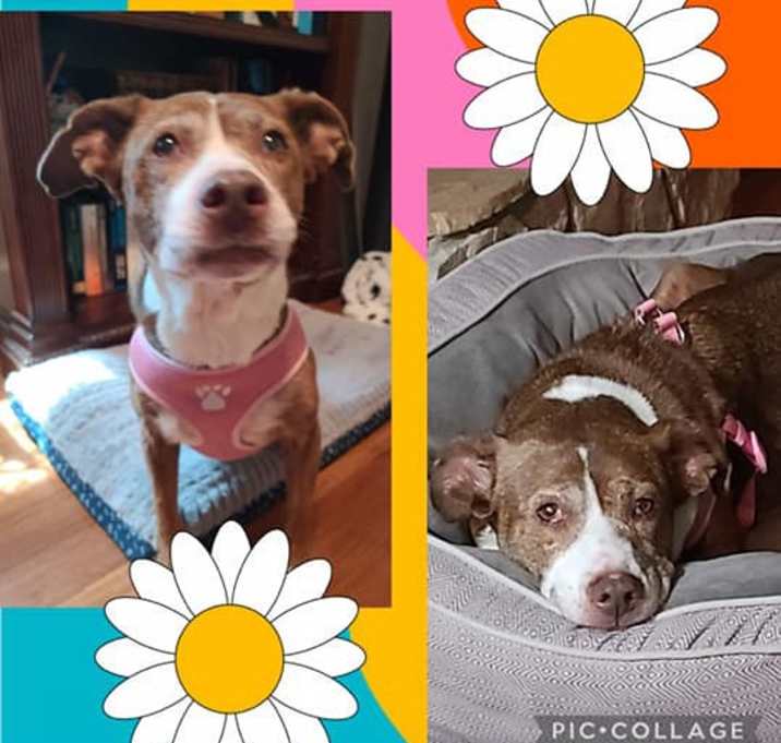 Photo of Sundae