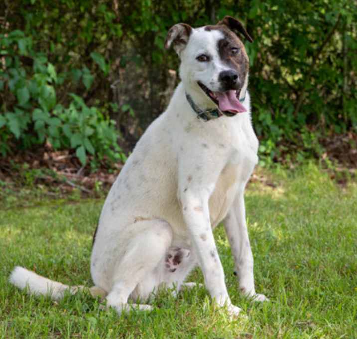 Photo of Bandit