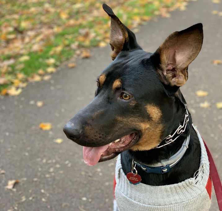 Photo of Enzo