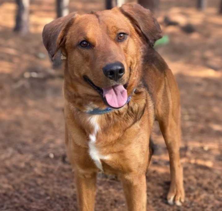 Photo of Atticus