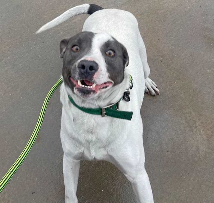 Photo of Baxter