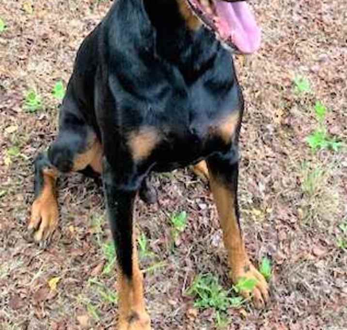 Photo of Magnus (Zeus)