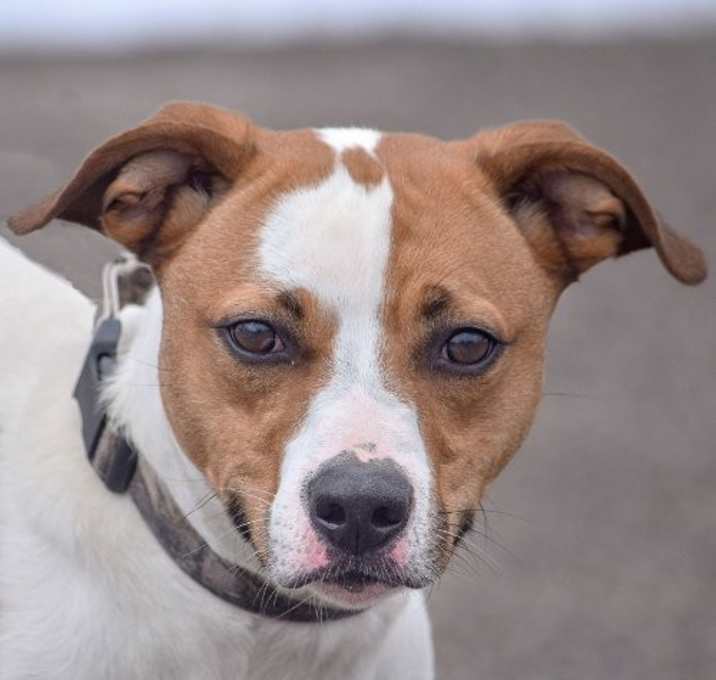 Photo of Ollie