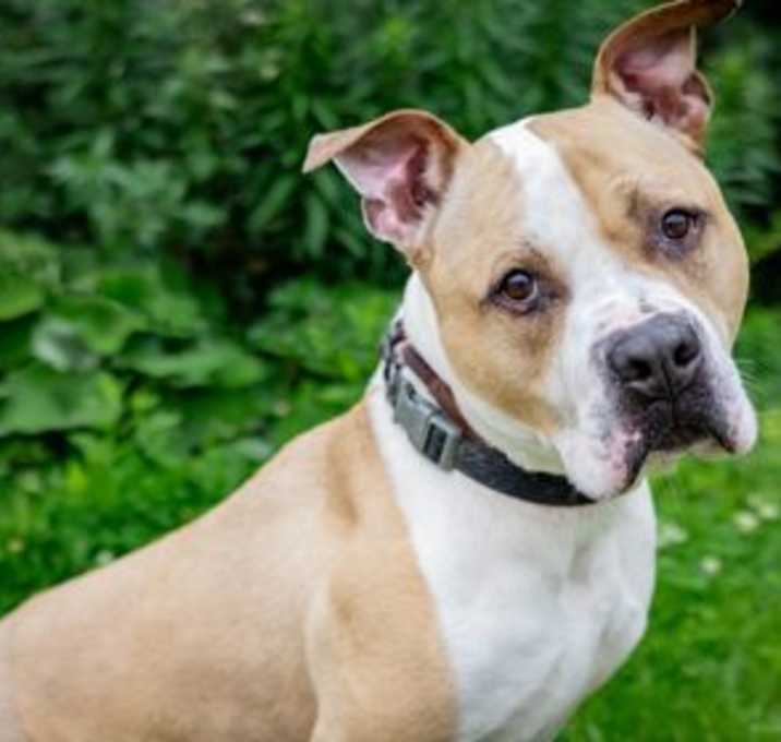 Photo of Ace