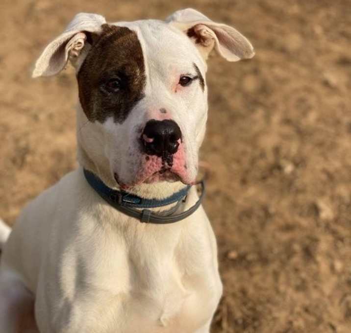 Photo of Rex
