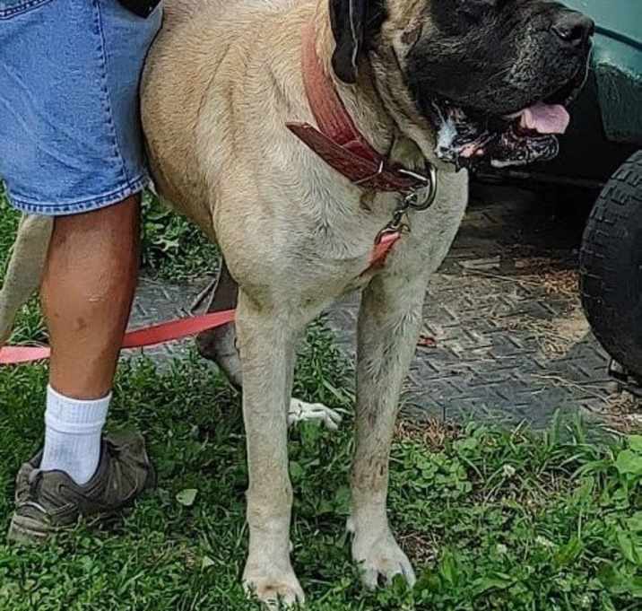 Photo of Luna